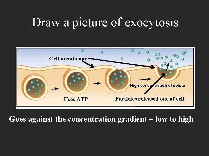 Draw a picture of exocytosis Cell membrane High concentration of solute Uses ATP Particles