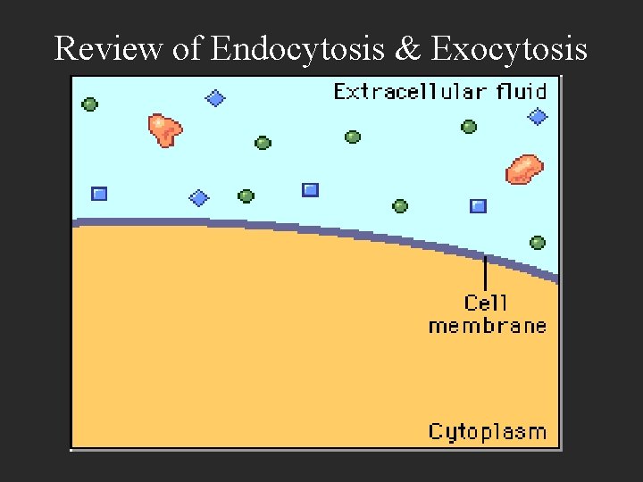 Review of Endocytosis & Exocytosis 
