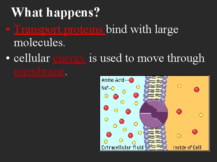 What happens? • Transport proteins bind with large molecules. • cellular energy is used