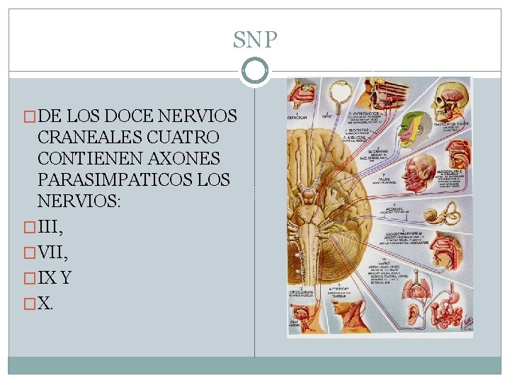SNP �DE LOS DOCE NERVIOS CRANEALES CUATRO CONTIENEN AXONES PARASIMPATICOS LOS NERVIOS: �III, �VII, SNP �DE LOS DOCE NERVIOS CRANEALES CUATRO CONTIENEN AXONES PARASIMPATICOS LOS NERVIOS: �III, �VII,