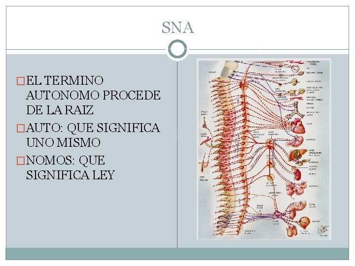 SNA �EL TERMINO AUTONOMO PROCEDE DE LA RAIZ �AUTO: QUE SIGNIFICA UNO MISMO �NOMOS: SNA �EL TERMINO AUTONOMO PROCEDE DE LA RAIZ �AUTO: QUE SIGNIFICA UNO MISMO �NOMOS: