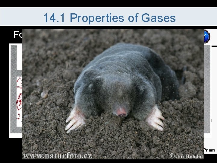 14. 1 Properties of Gases Four variables are used to describe gases 1. Pressure