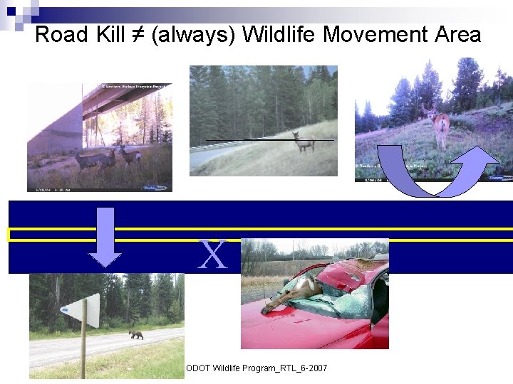 Road Kill ≠ (always) Wildlife Movement Area X ODOT Wildlife Program_RTL_6 -2007 