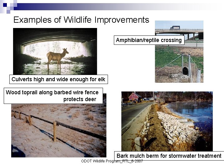 Examples of Wildlife Improvements Amphibian/reptile crossing Culverts high and wide enough for elk Wood