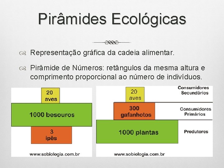 Pirâmides Ecológicas Representação gráfica da cadeia alimentar. Pirâmide de Números: retângulos da mesma altura