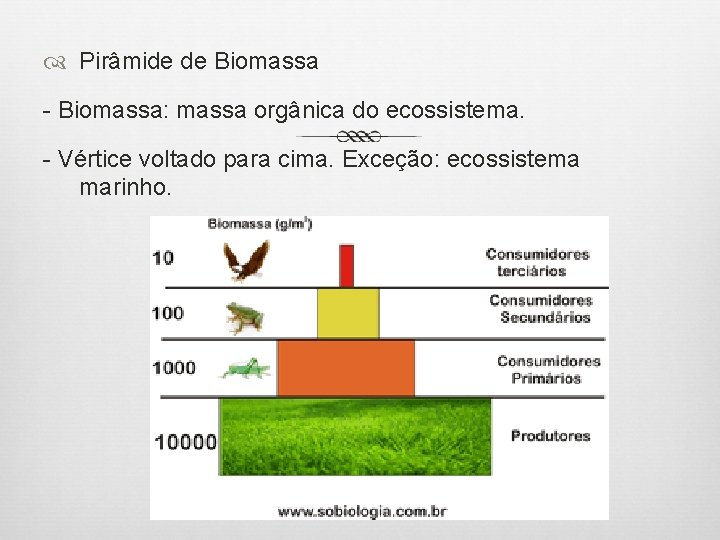  Pirâmide de Biomassa - Biomassa: massa orgânica do ecossistema. - Vértice voltado para