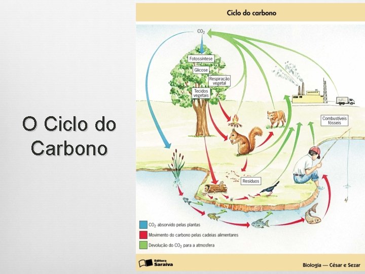 O Ciclo do Carbono 