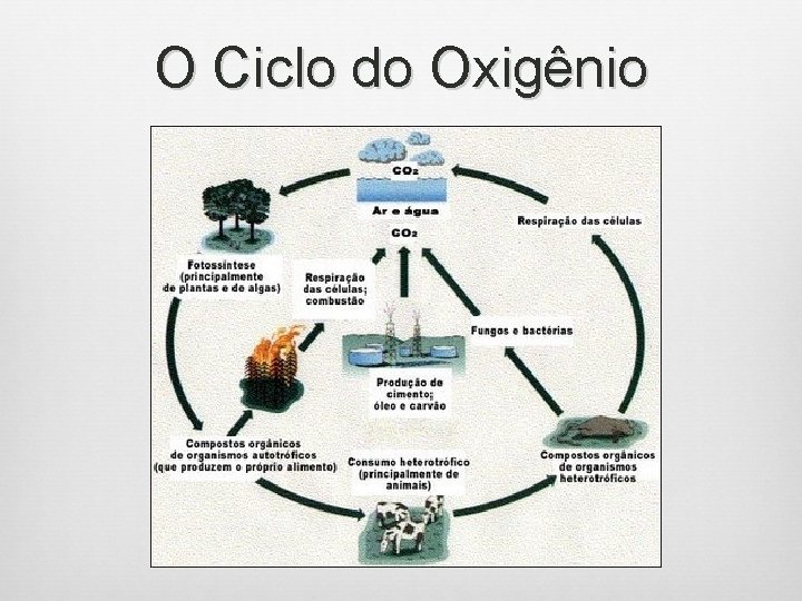 O Ciclo do Oxigênio 