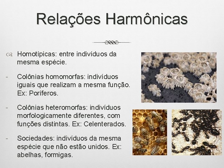 Relações Harmônicas Homotípicas: entre indivíduos da mesma espécie. - Colônias homomorfas: indivíduos iguais que