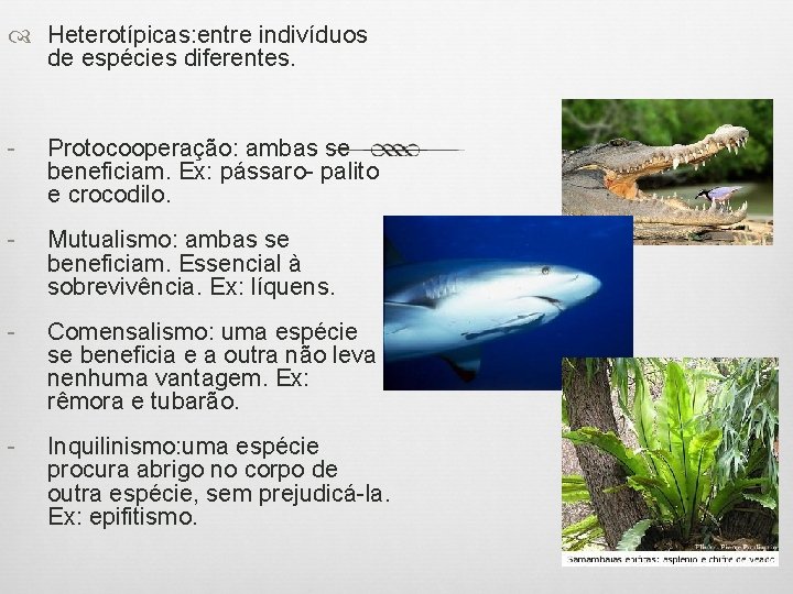  Heterotípicas: entre indivíduos de espécies diferentes. - Protocooperação: ambas se beneficiam. Ex: pássaro-