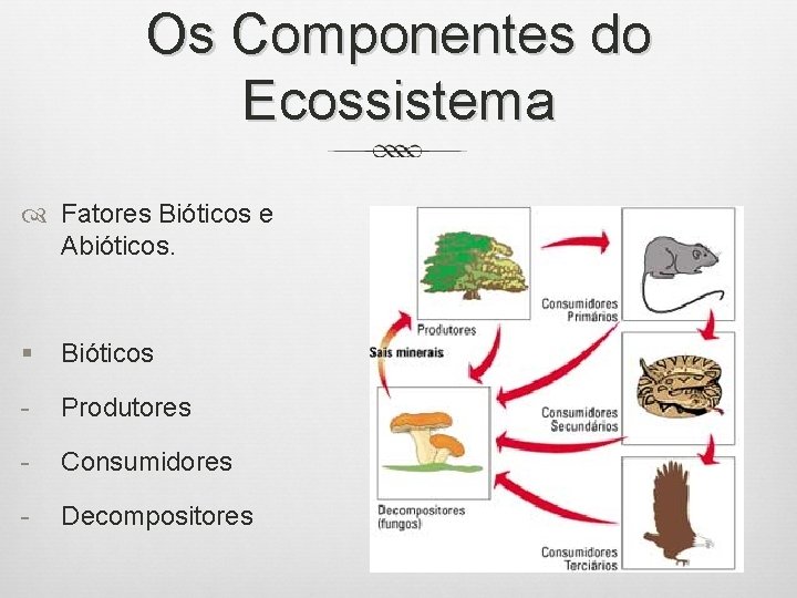 Os Componentes do Ecossistema Fatores Bióticos e Abióticos. § Bióticos - Produtores - Consumidores