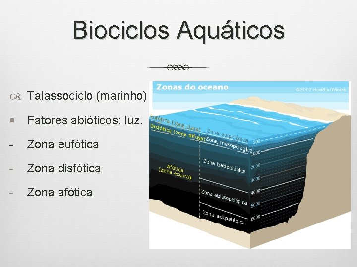 Biociclos Aquáticos Talassociclo (marinho) § Fatores abióticos: luz. - Zona eufótica - Zona disfótica