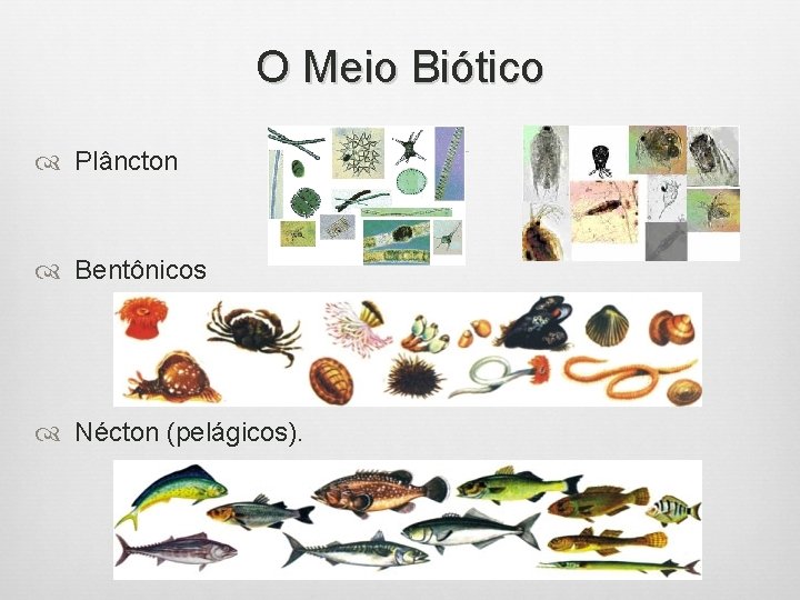 O Meio Biótico Plâncton Bentônicos Nécton (pelágicos). 