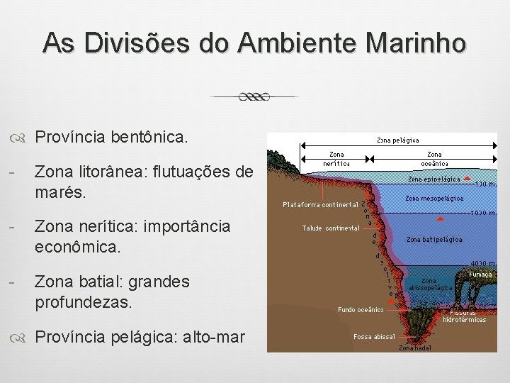 As Divisões do Ambiente Marinho Província bentônica. - Zona litorânea: flutuações de marés. -