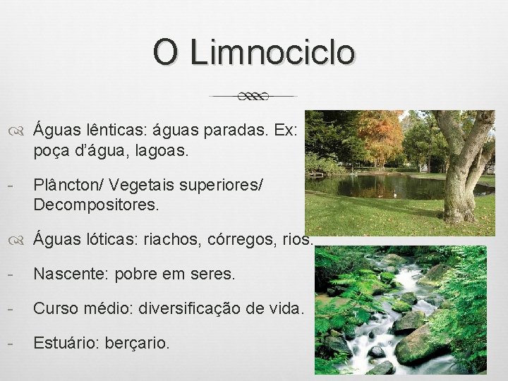 O Limnociclo Águas lênticas: águas paradas. Ex: poça d’água, lagoas. - Plâncton/ Vegetais superiores/