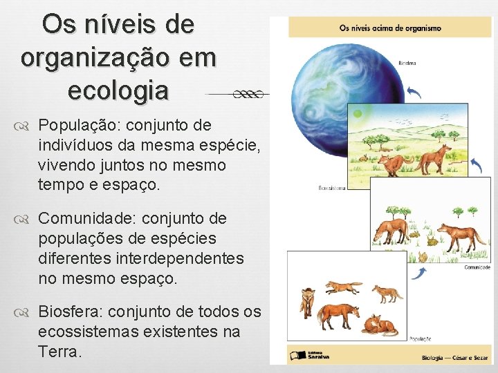 Os níveis de organização em ecologia População: conjunto de indivíduos da mesma espécie, vivendo