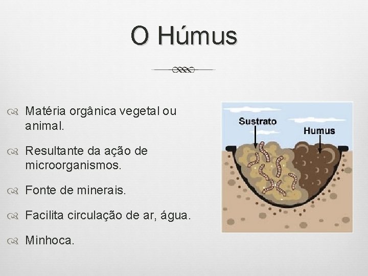 O Húmus Matéria orgânica vegetal ou animal. Resultante da ação de microorganismos. Fonte de