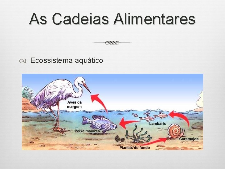 As Cadeias Alimentares Ecossistema aquático 