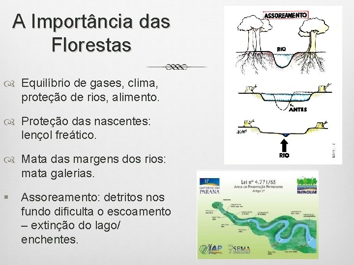 A Importância das Florestas Equilíbrio de gases, clima, proteção de rios, alimento. Proteção das