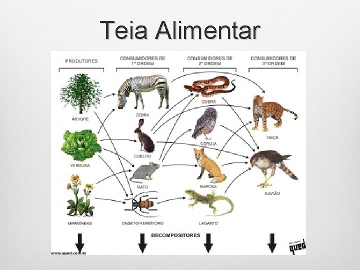 Teia Alimentar 