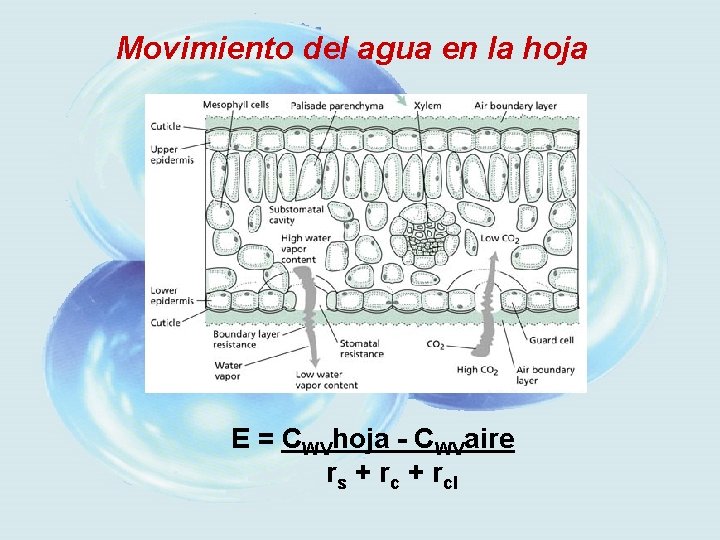 Movimiento del agua en la hoja E = CWVhoja - CWVaire rs + rcl