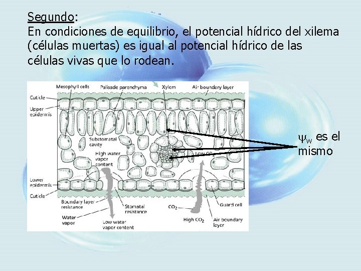 Segundo: En condiciones de equilibrio, el potencial hídrico del xilema (células muertas) es igual