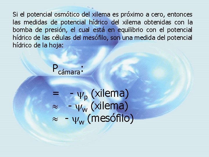 Si el potencial osmótico del xilema es próximo a cero, entonces las medidas de