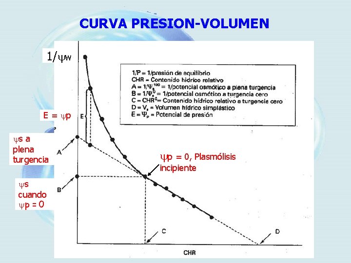 CURVA PRESION-VOLUMEN 1/ w E = p s a plena turgencia s cuando p