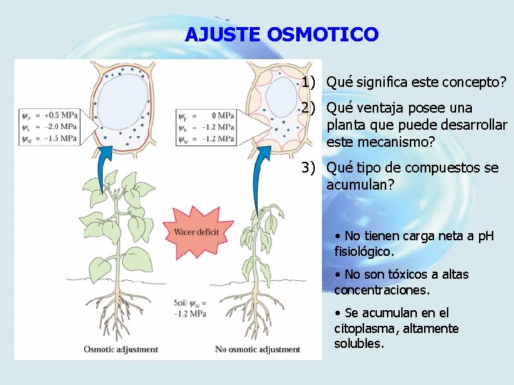 AJUSTE OSMOTICO 1) Qué significa este concepto? 2) Qué ventaja posee una planta que