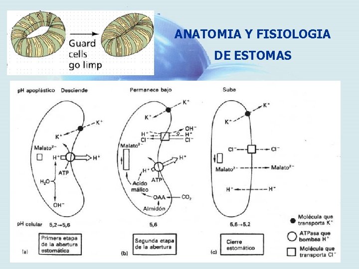 ANATOMIA Y FISIOLOGIA DE ESTOMAS 