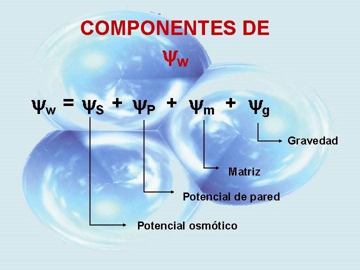 COMPONENTES DE w w = S + P + m + g Gravedad Matriz