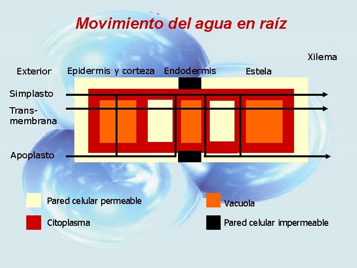 Movimiento del agua en raíz Xilema Exterior Epidermis y corteza Endodermis Estela Simplasto Transmembrana