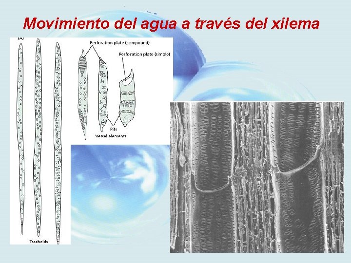 Movimiento del agua a través del xilema 