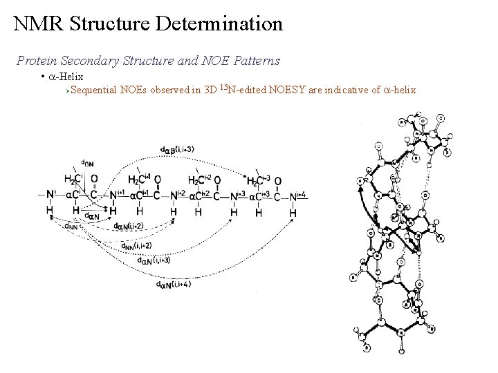 NMR Structure Determination Protein Secondary Structure and NOE Patterns • a-Helix Ø Sequential NOEs