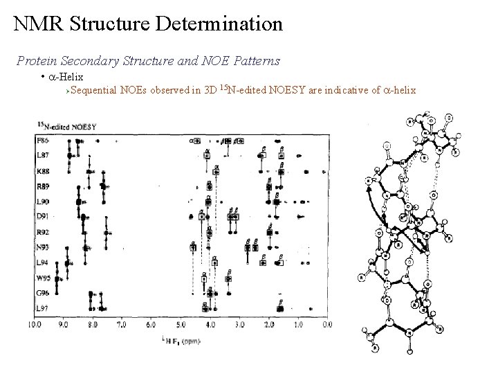 NMR Structure Determination Protein Secondary Structure and NOE Patterns • a-Helix Ø Sequential NOEs