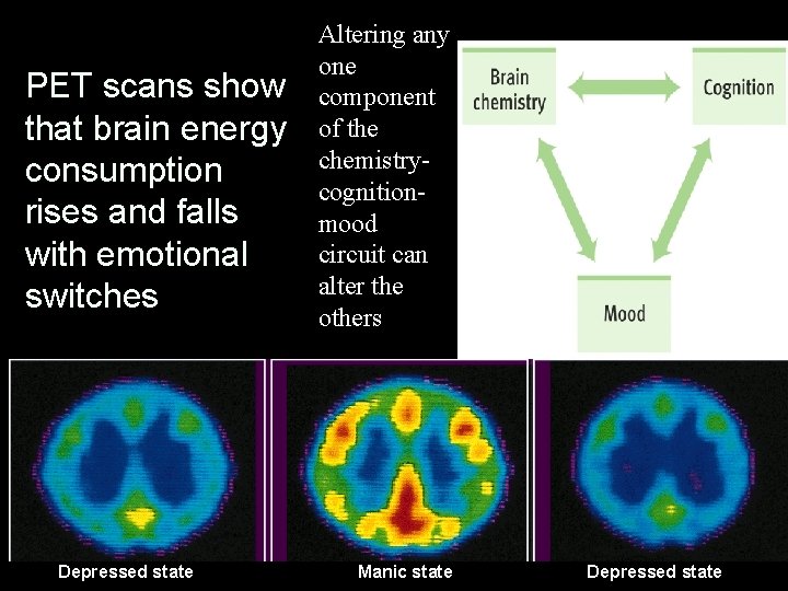 § PET scans show that brain energy consumption rises and falls with emotional switches