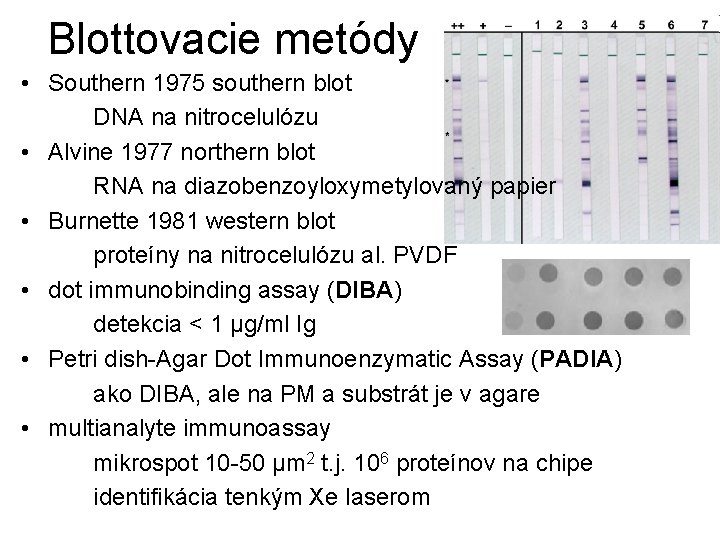 Blottovacie metódy • Southern 1975 southern blot DNA na nitrocelulózu • Alvine 1977 northern