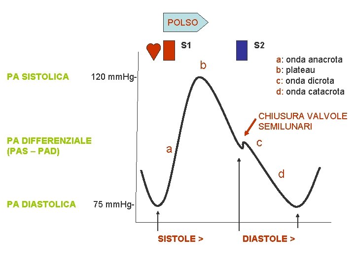 POLSO S 1 S 2 a: onda anacrota b: plateau c: onda dicrota d:
