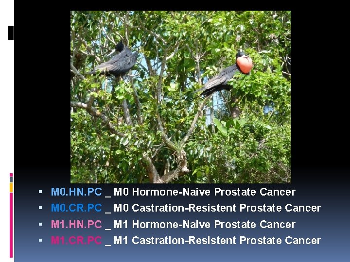 M 0. HN. PC _ M 0 Hormone-Naive Prostate Cancer M 0. CR. M 0. HN. PC _ M 0 Hormone-Naive Prostate Cancer M 0. CR.
