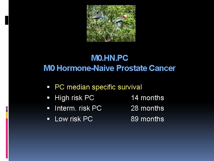 M 0. HN. PC M 0 Hormone-Naive Prostate Cancer PC median specific survival High M 0. HN. PC M 0 Hormone-Naive Prostate Cancer PC median specific survival High