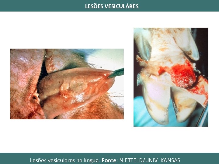 LESÕES VESICULÁRES Lesões vesiculares na língua. Fonte: NIETFELD/UNIV KANSAS 