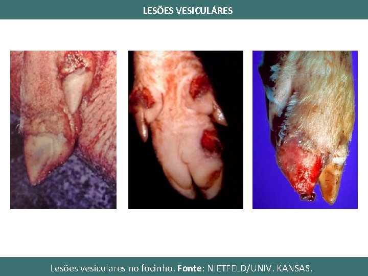LESÕES VESICULÁRES Lesões vesiculares no focinho. Fonte: NIETFELD/UNIV. KANSAS. 