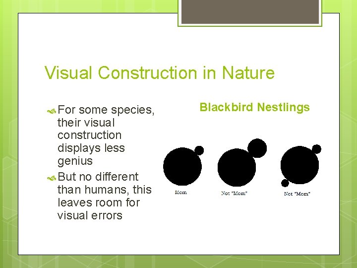 Visual Construction in Nature For some species, their visual construction displays less genius But