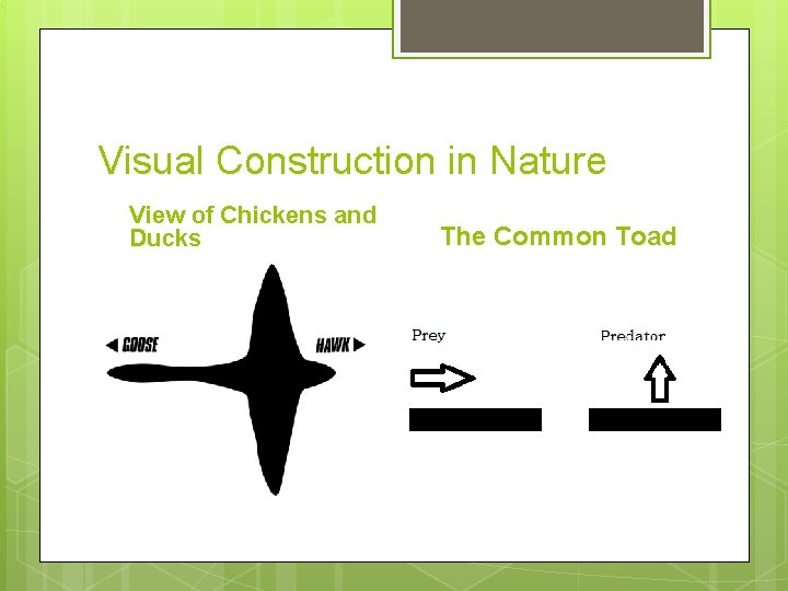 Visual Construction in Nature View of Chickens and Ducks The Common Toad 