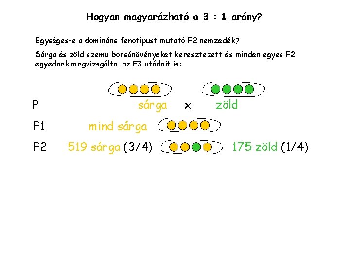 Hogyan magyarázható a 3 : 1 arány? Egységes-e a domináns fenotípust mutató F 2