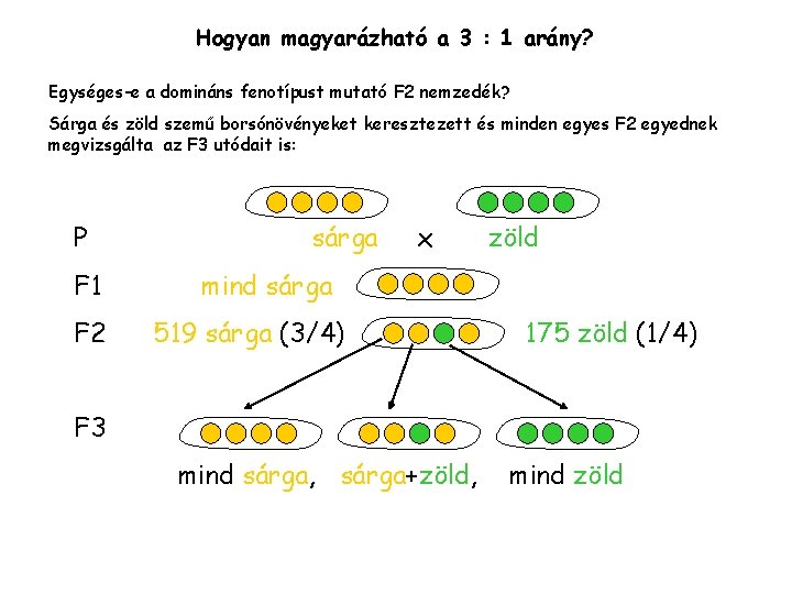 Hogyan magyarázható a 3 : 1 arány? Egységes-e a domináns fenotípust mutató F 2