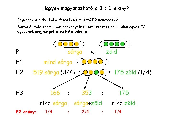 Hogyan magyarázható a 3 : 1 arány? Egységes-e a domináns fenotípust mutató F 2