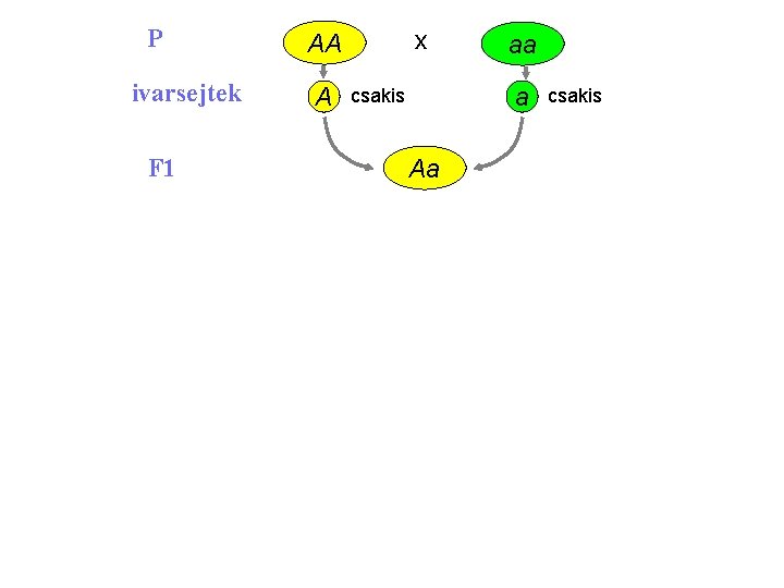 P ivarsejtek F 1 x AA A aa a csakis Aa csakis 