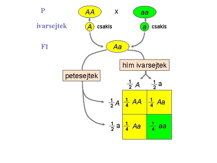 P x AA ivarsejtek A aa a csakis F 1 csakis Aa hím ivarsejtek