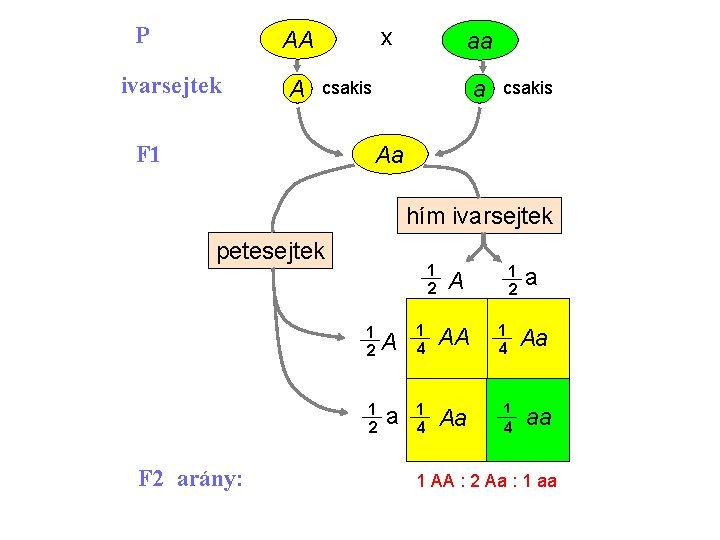 P x AA ivarsejtek A aa a csakis F 1 csakis Aa hím ivarsejtek